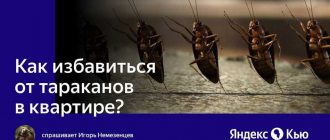 Почему тараканы испытывают страх перед гвоздикой?