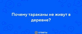 Почему тараканы не обитают в сельской местности? Причины и способы предотвращения поселения насекомых