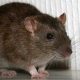 Причины появления крыс в доме: точные причины и методы борьбы