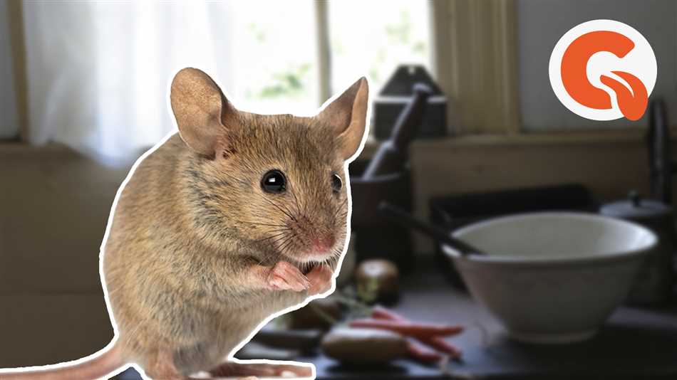 Угроза, которую представляют мыши для здоровья и санитарии