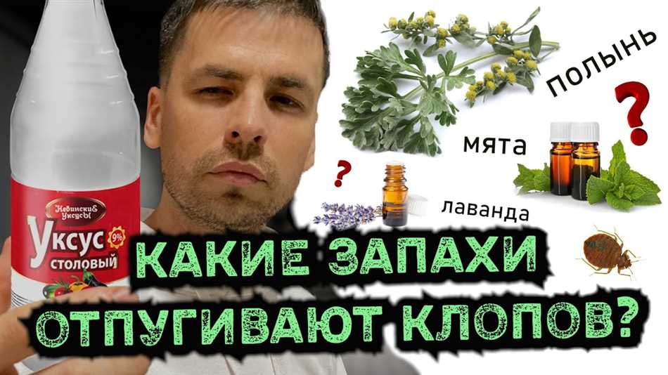 Как правильно применять хлорку для борьбы с клопами?