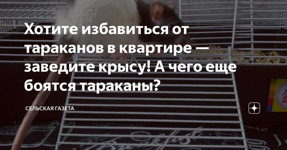 Взаимодействие тараканов и крыс