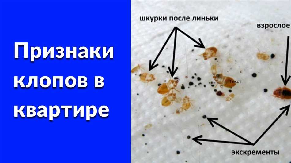 Что такое клопы и почему они опасны?