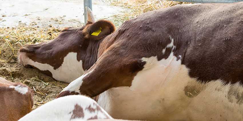 Падение молочной продуктивности и проблемы с репродуктивной функцией
