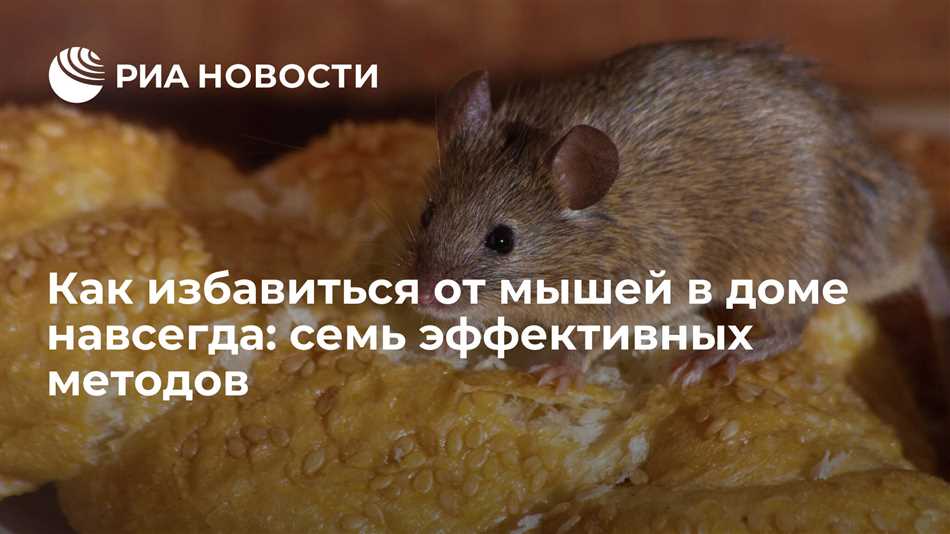 Самое эффективное средство от мышей в квартире