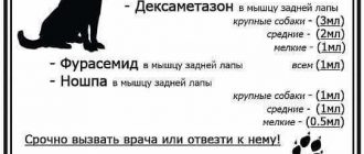 Симптомы отравления крысиным ядом у собак: как распознать, что ваш питомец нуждается в медицинской помощи