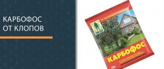 Карбофос от клопов: как долго действует препарат после обработки?