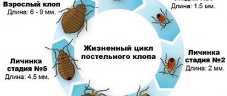 Сколько дней действует обработка от клопов в квартире?