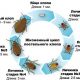 Сколько дней действует обработка от клопов в квартире?