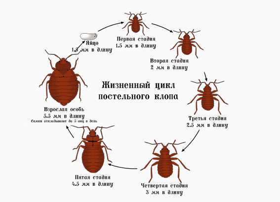 Пункт 1.1: Что такое клопы и как они дышат?