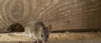 Сколько мышей может быть в доме? Узнайте возможные причины и способы устранения!