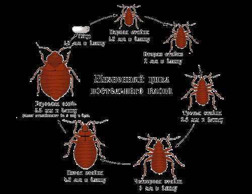 Питание постельного клопа