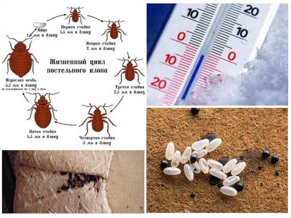 Сколько живут клопы постельные жизненный цикл?