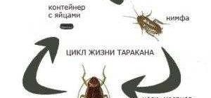 Сколько живут личинки тараканов: продолжительность жизни и условия выживания