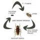 Сколько живут личинки тараканов: продолжительность жизни и условия выживания