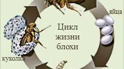 Сколько живут подвальные блохи: возраст и продолжительность жизни