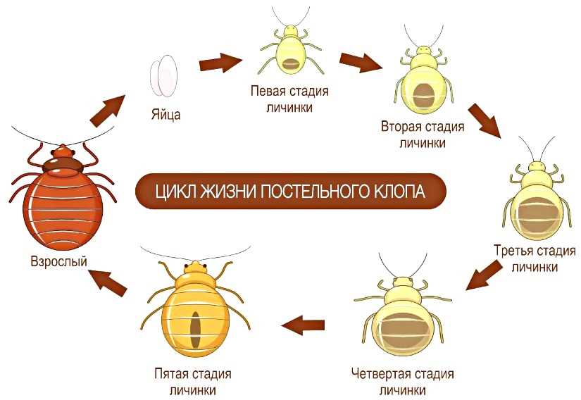 Питание и выживаемость клопов без людей