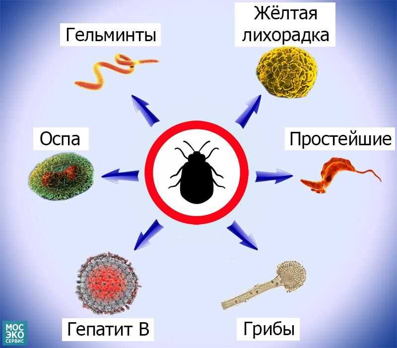 Постельные клопы и психическое здоровье