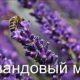 Является ли лаванда медоносом?