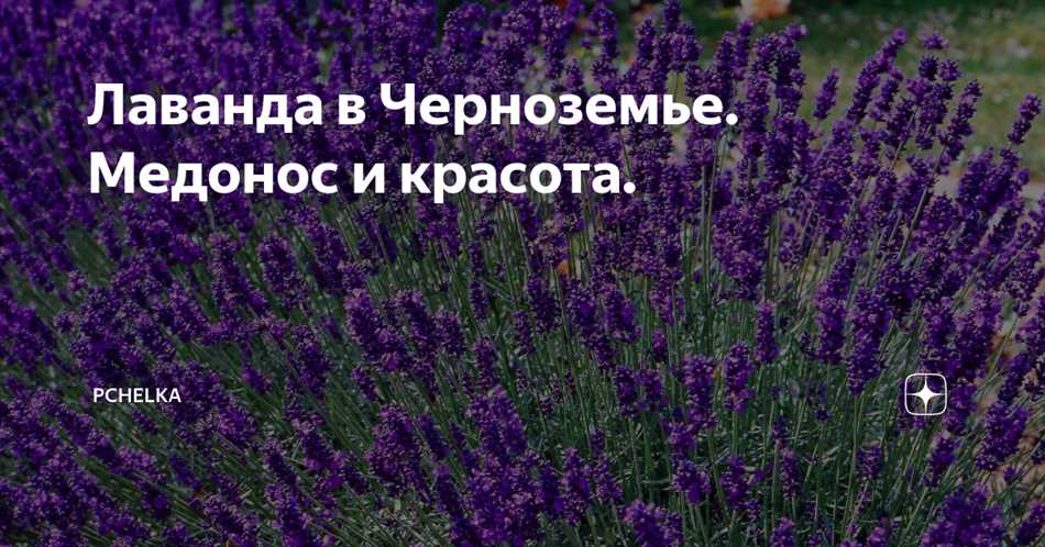 История использования лаванды