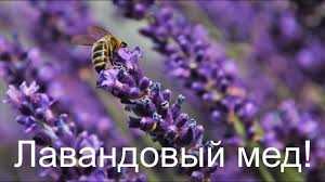 Является ли лаванда медоносом?