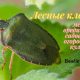 Лесной клоп: вредитель или помощник в лесах?