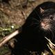 Крысы как переносчики чумы: миф или реальность?