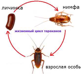 1. Таракан-полдник