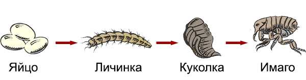 Особенности места обитания блохи